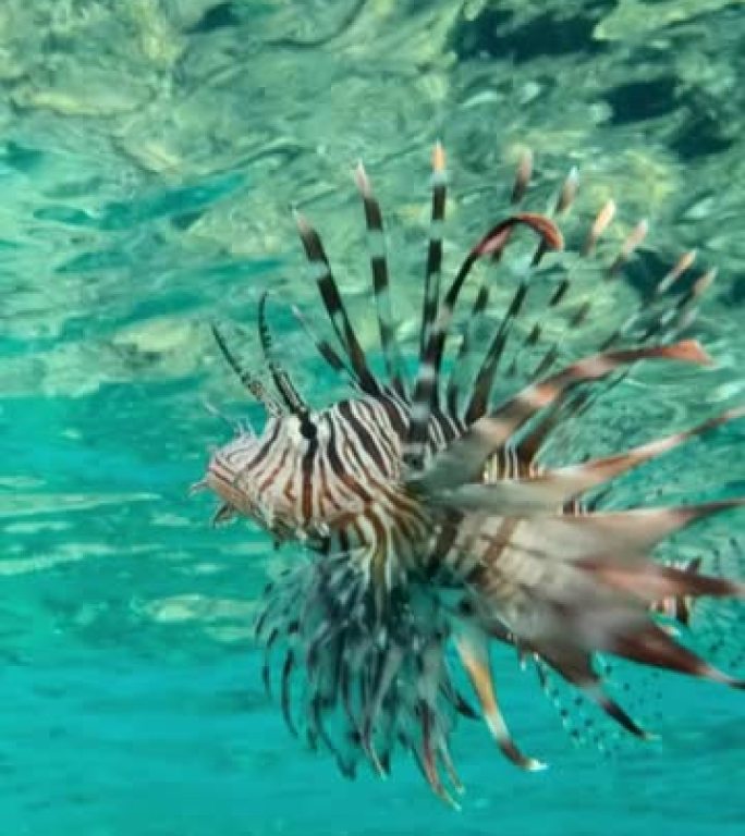 垂直视频，狮子鱼在水面下游泳的特写镜头。普通狮子鱼或红狮子鱼 (Pterois volitans) 