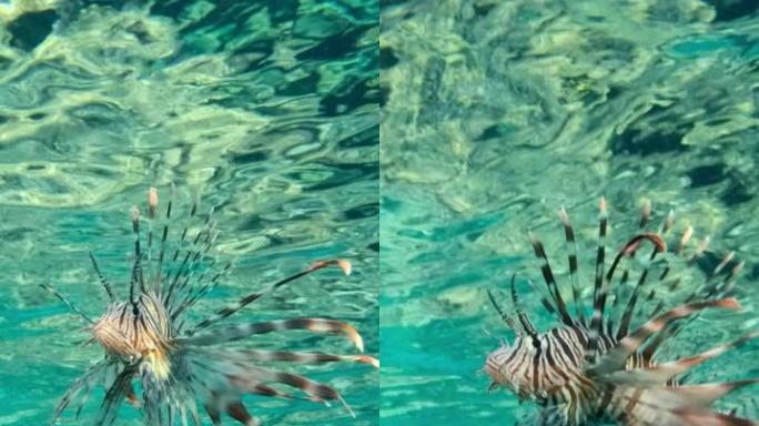 垂直视频，狮子鱼在水面下游泳的特写镜头。普通狮子鱼或红狮子鱼 (Pterois volitans) 