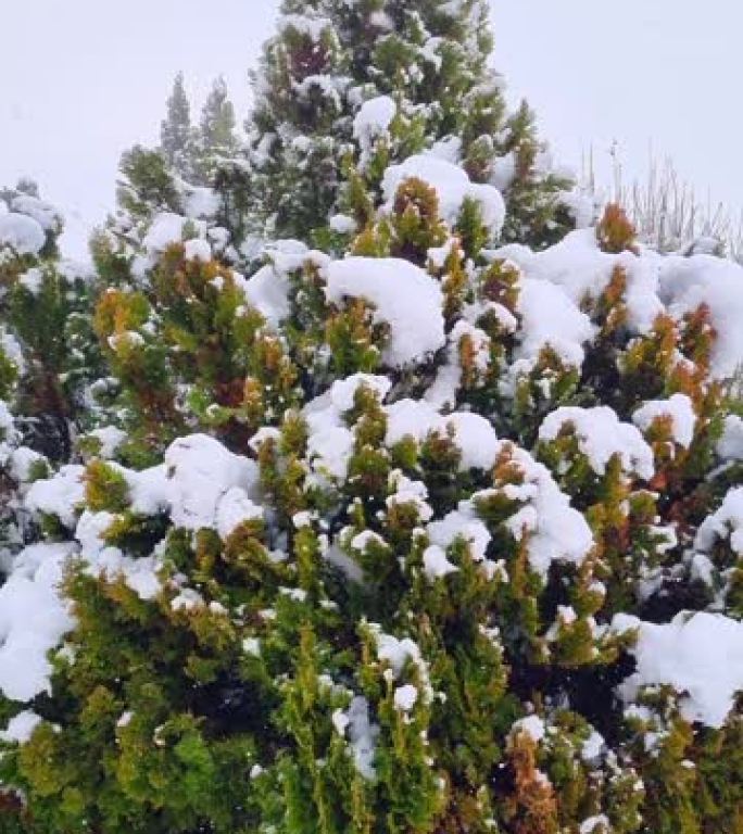 降雪中的侧柏