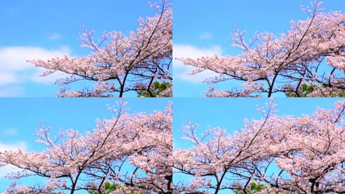 湛蓝的天空下樱花湛蓝的天空下樱花