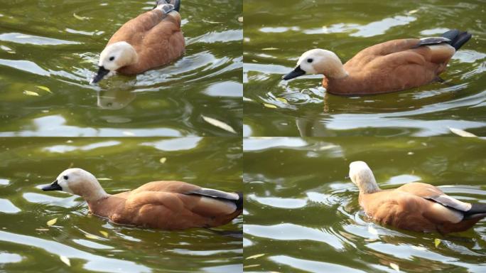 野鸭游泳池塘。鸟浮湖。野鸭喝水河。嘎克湖。