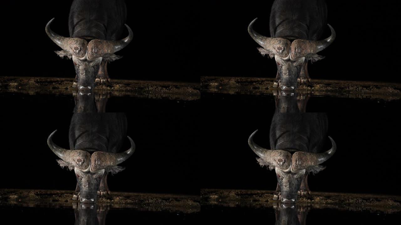 非洲水牛在夜间的水坑中