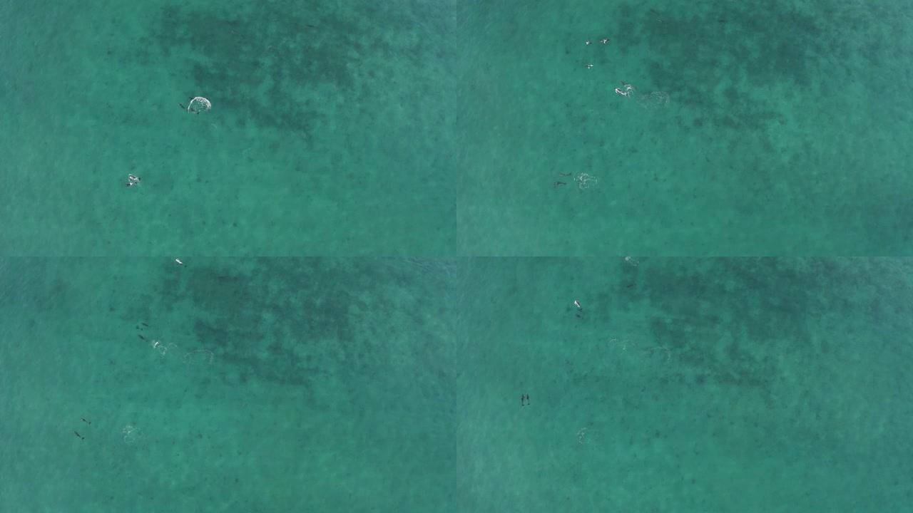 异国自然栖息地中的宽吻海豚-太平洋，墨西哥