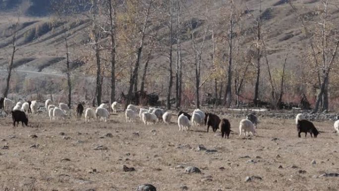 毛茸茸的家养棕色山羊在草地牧场上行走，寻找饲料