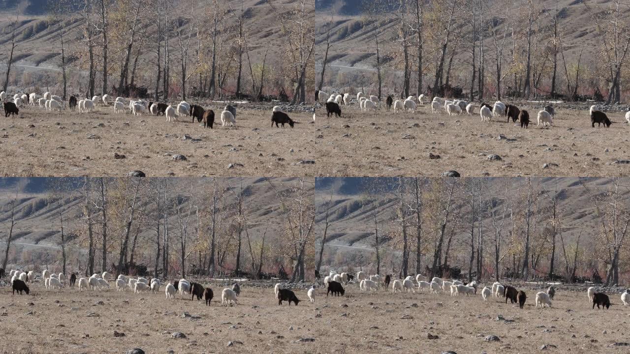 毛茸茸的家养棕色山羊在草地牧场上行走，寻找饲料