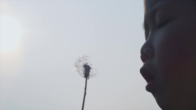 播撒希望的种子小孩吹蒲公英花絮随风飞舞