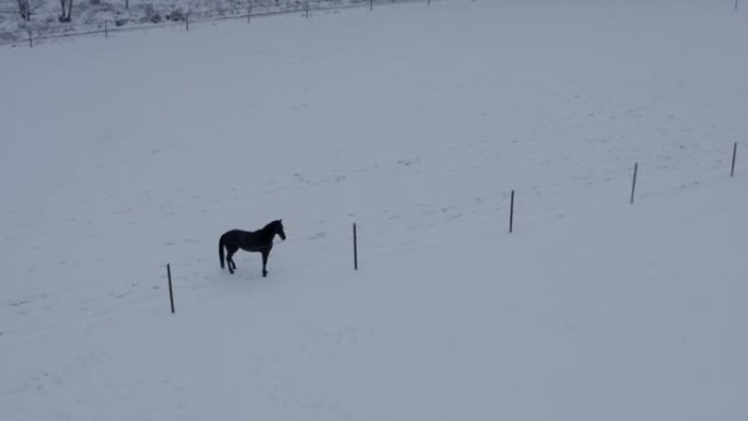 在雪地里奔跑的顽皮马