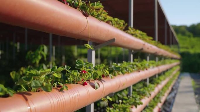 有机种植和生产健康食品，草莓水培温室