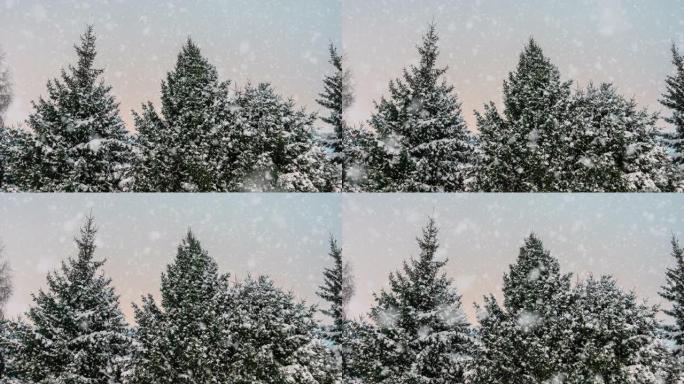 冬天的云杉林，下雪了。电影，降雪。圣诞节。新年