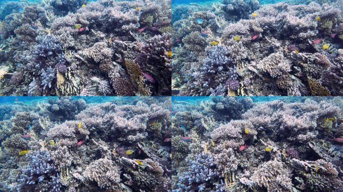 五颜六色的珊瑚鱼在珊瑚礁上方游动硬珊瑚和软珊瑚，红海埃及