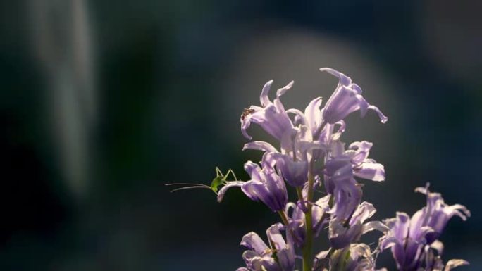 紫色铃铛花上的Katydid和蚂蚁，夏天