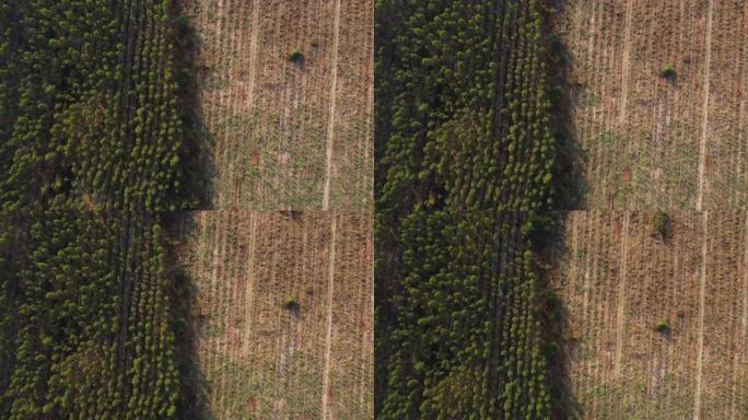 人工林桉树的鸟瞰图正在砍伐木材。泰国桉树林的俯视图。