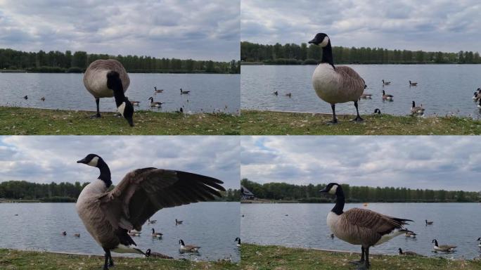 可爱的水鸟在湖边的慢动作镜头