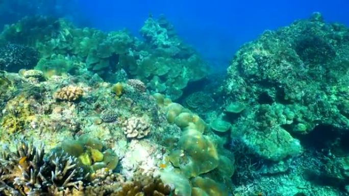 热带气候岛的水下清水珊瑚礁和鱼群
