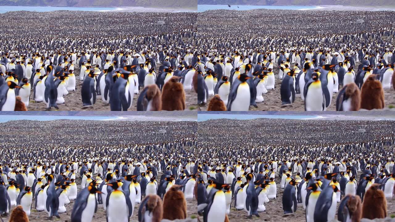 从字面上看，成千上万的国王企鹅在佐治亚州南部的海滩上可以看到