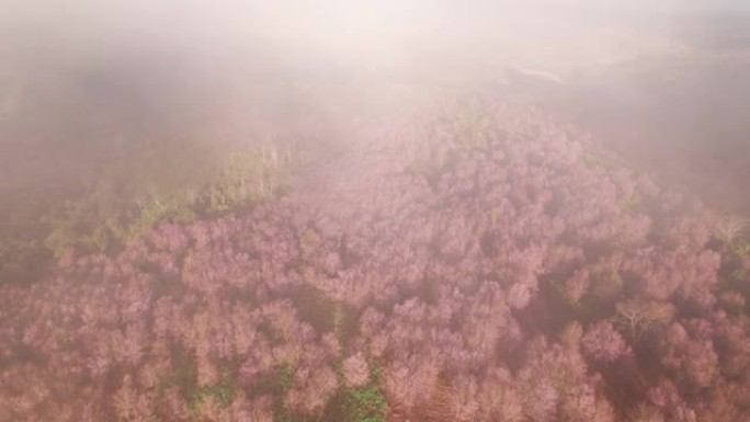 美丽的泰国樱花 (Sakura) 的鸟瞰图早晨在薄雾中盛开在山上，导致泰国Loei的Phu Lom 