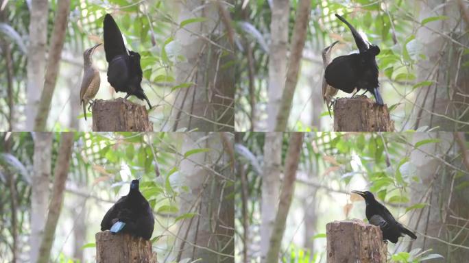 雄性维多利亚的步枪鸟在树桩上为雌性进行交配展示