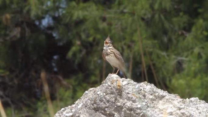 凤头百灵鸟在岩石上唱歌