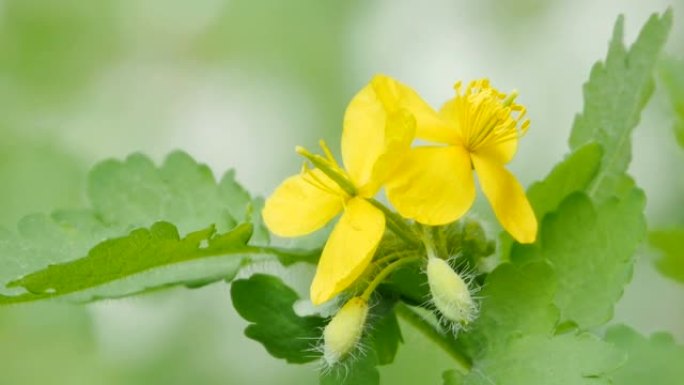 药用植物白屈菜。