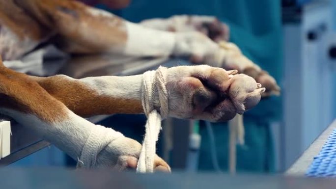 手术前躺在手术台上的狗的腿被绑住