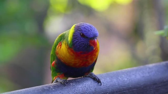 一条彩虹鹦鹉在栅栏栏杆上大声鸣叫