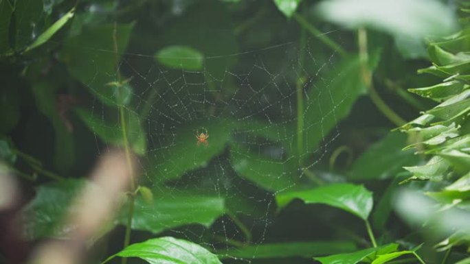 在危地马拉的Alta Verapaz，雨后在网上有水滴的蜘蛛