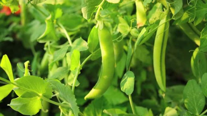 园艺和农业概念。完美的绿色新鲜成熟有机豌豆，准备在花园的树枝上收获。素食素食自制食品生产。当地花园生