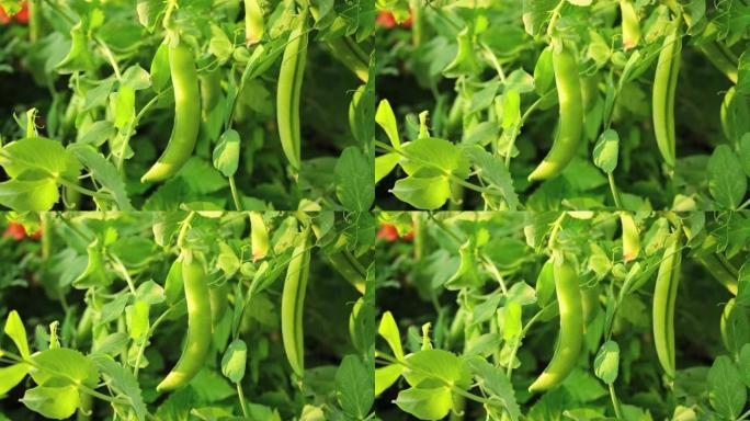 园艺和农业概念。完美的绿色新鲜成熟有机豌豆，准备在花园的树枝上收获。素食素食自制食品生产。当地花园生