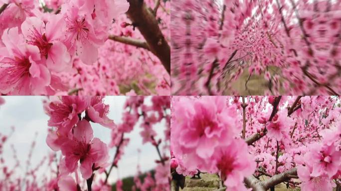 三月盛开的桃花