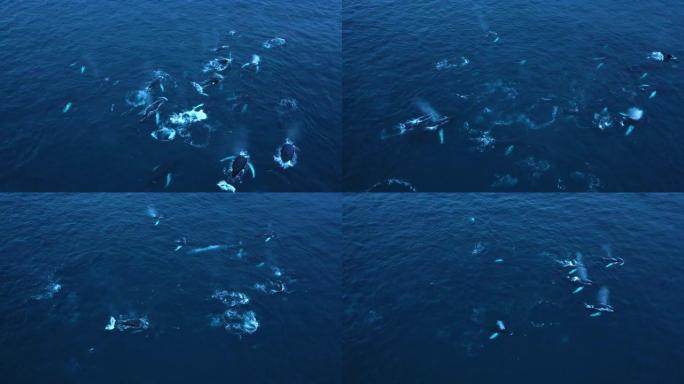 冬季，在挪威北极圈深蓝色寒冷的海水中，一大群座头鲸一起游泳的罕见俯视图