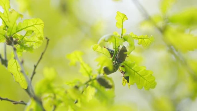 五月虫在橡树上吃嫩叶。家庭金龟子科。春天的生殖交媾。关闭了。