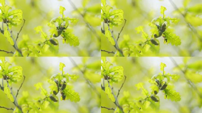 五月虫在橡树上吃嫩叶。家庭金龟子科。春天的生殖交媾。关闭了。