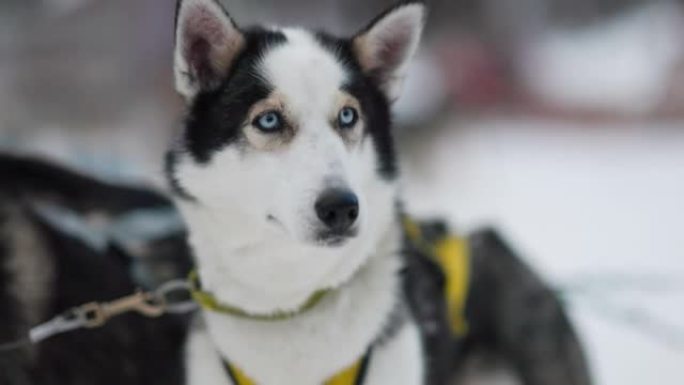 拉普兰拉雪橇狗的特写