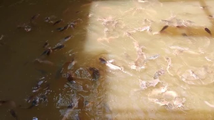 一群鱼在4K的肮脏池塘中游泳