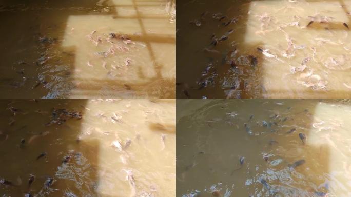 一群鱼在4K的肮脏池塘中游泳