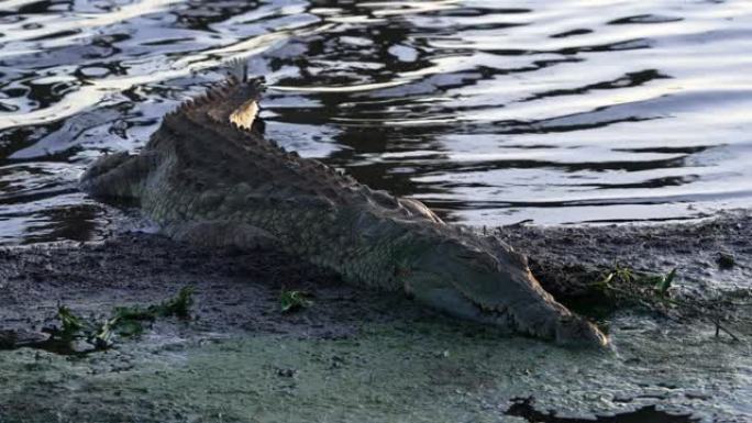 一条鳄鱼睡在绿色的黏糊糊的河岸上。