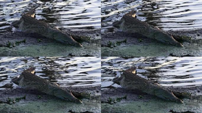 一条鳄鱼睡在绿色的黏糊糊的河岸上。