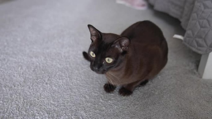 坐在地毯上的黑色家猫。猫聚精会神地看着什么东西。特写。