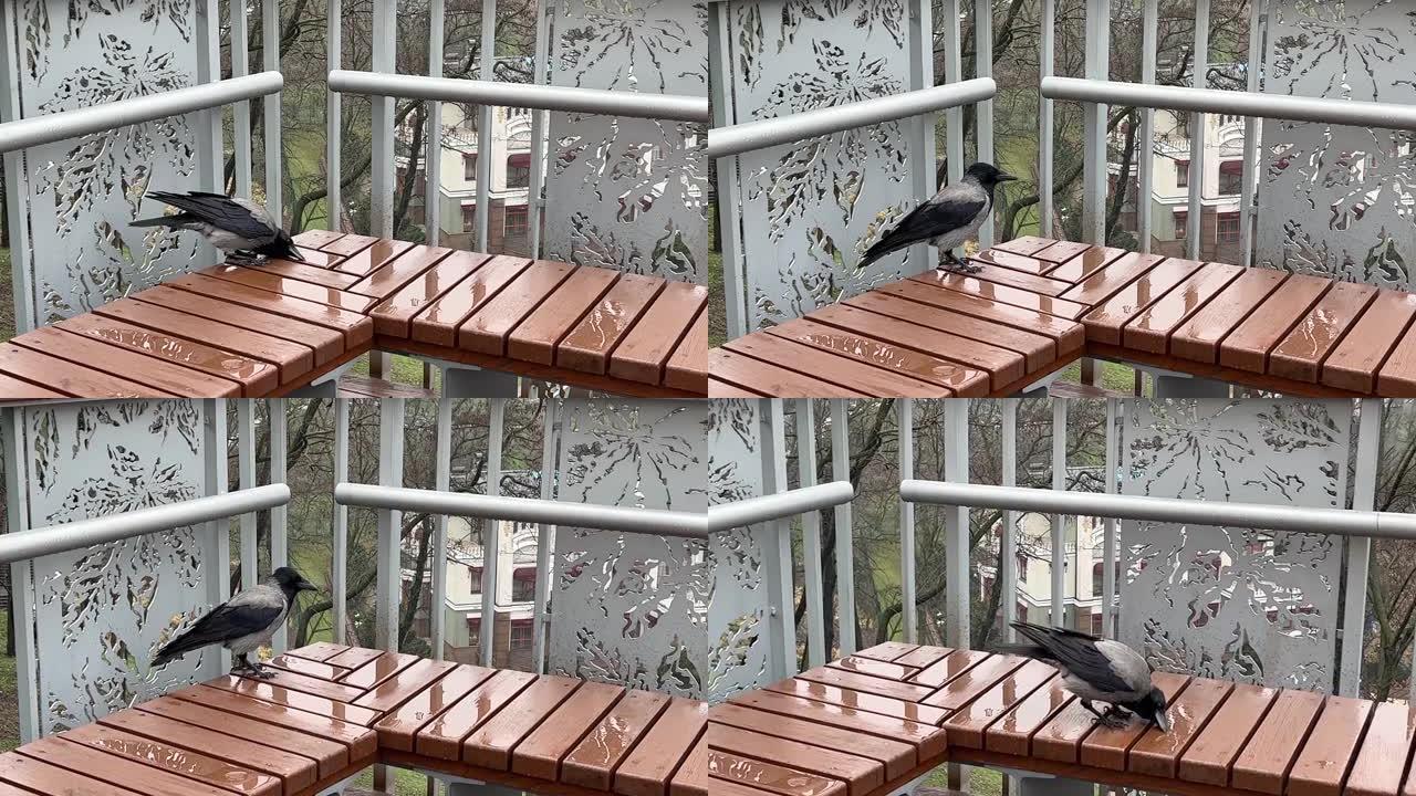 一只乌鸦从公园长椅上的雨水坑里喝水。