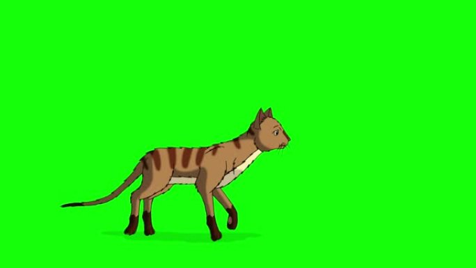 红色虎斑猫从一个地方移动到一个地方色度键4K