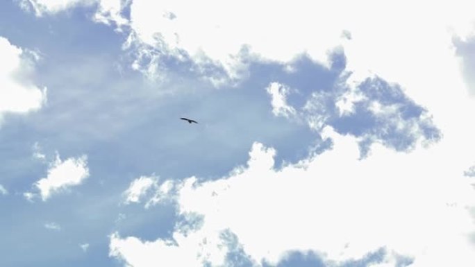 欧亚狮鹫 (Gyps fulvus) 在无云的蓝天中飞行在山峡谷上方