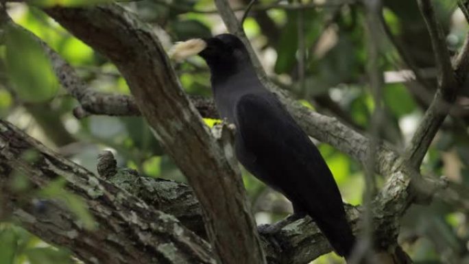 新加坡乌鸦之家觅食站在树枝上警觉