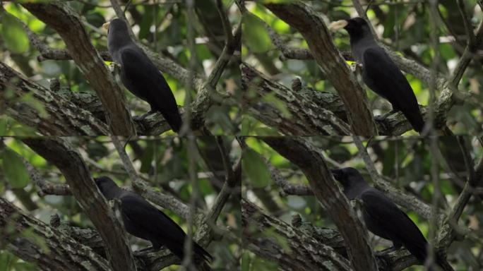 新加坡乌鸦之家觅食站在树枝上警觉
