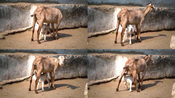 一只可爱的小山羊从母亲的乳房里喝奶，小白羊宝宝喝奶。母羊给它的小山羊喂牛奶，山羊给幼崽喂牛奶。
