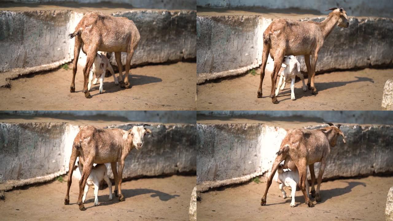 一只可爱的小山羊从母亲的乳房里喝奶，小白羊宝宝喝奶。母羊给它的小山羊喂牛奶，山羊给幼崽喂牛奶。