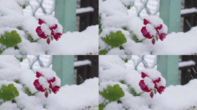 东京市鲜花盛开，雪花飘落得轰轰烈烈