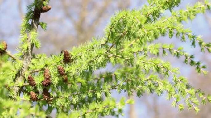 落叶松植物早午餐与松果和针叶针叶绿色落叶松