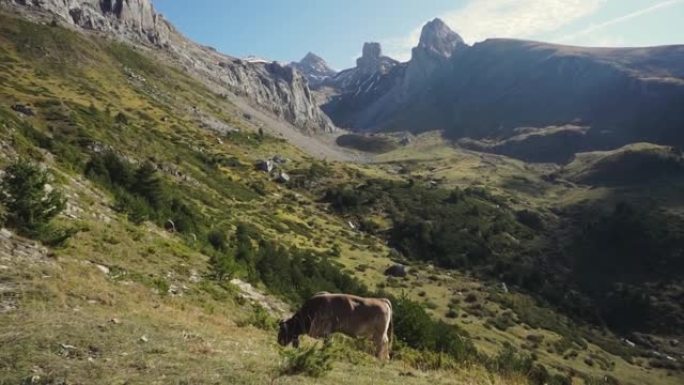 在西班牙比利牛斯山山区放牧的褐牛