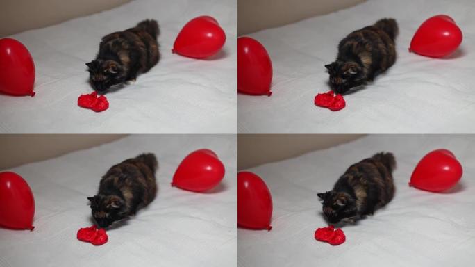 一只纯种猫在床上嗅着爆裂的气球。