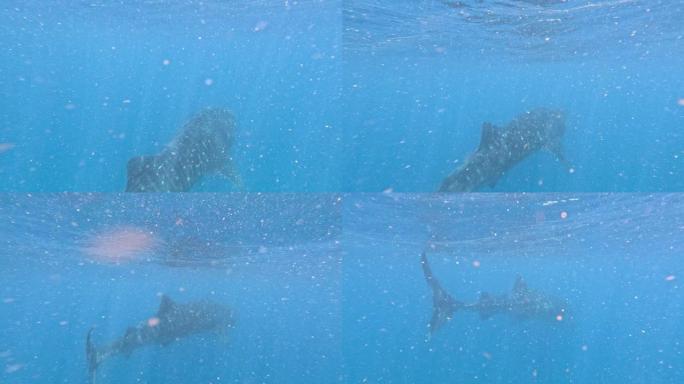 莫桑比克的鲸鲨